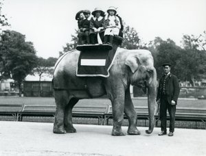 En kvindelig indisk elefant 